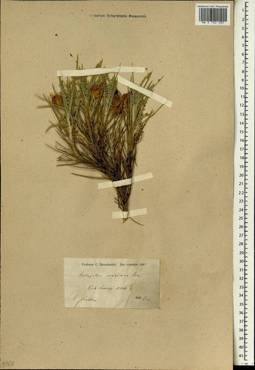 Astragalus murinus, Зарубежная Азия (ASIA) (Иран)