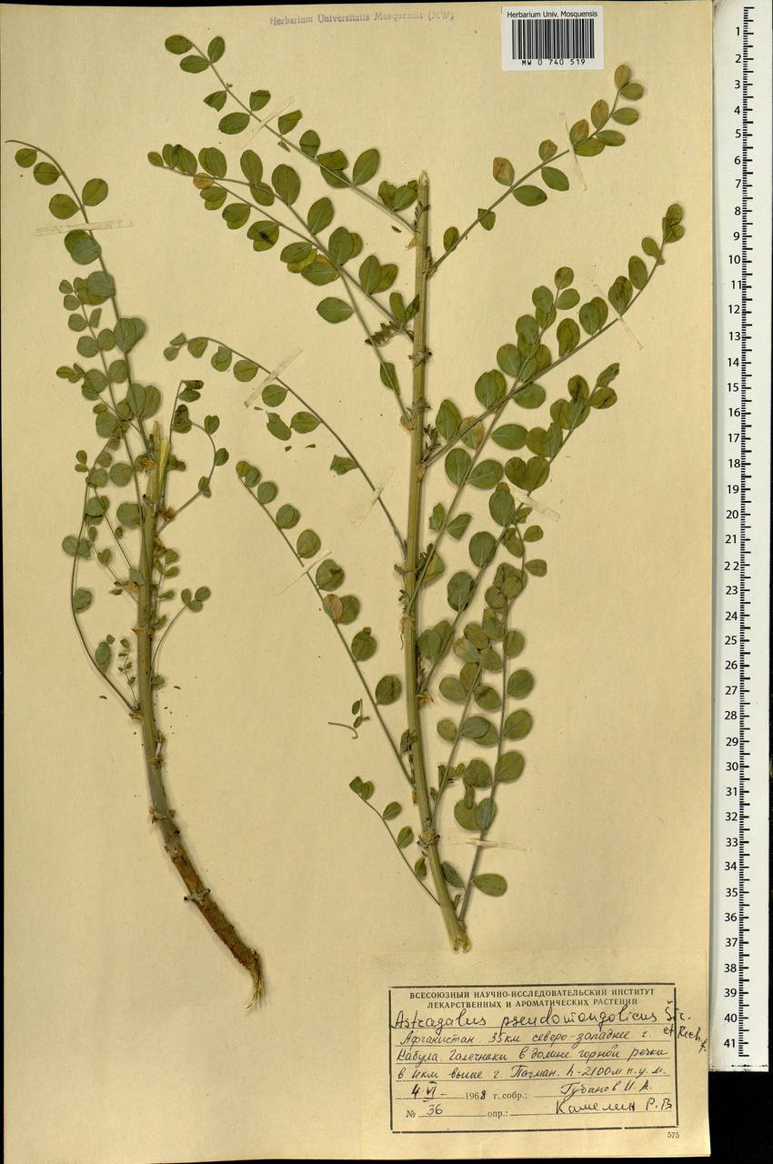 Astragalus coluteocarpus subsp. coluteocarpus, Зарубежная Азия (ASIA) (Афганистан)
