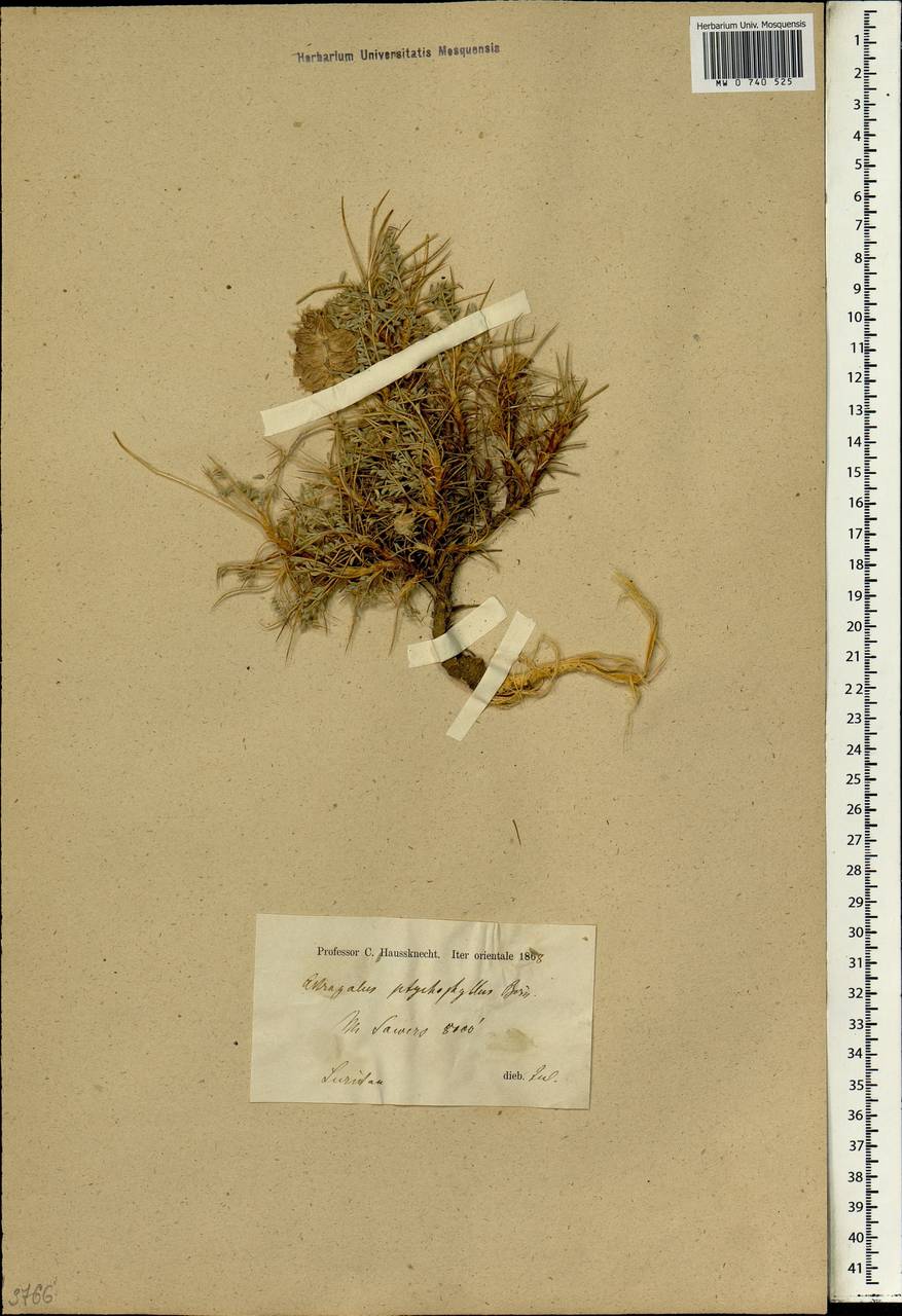 Astragalus ptychophyllus Boiss., Зарубежная Азия (ASIA) (Иран)