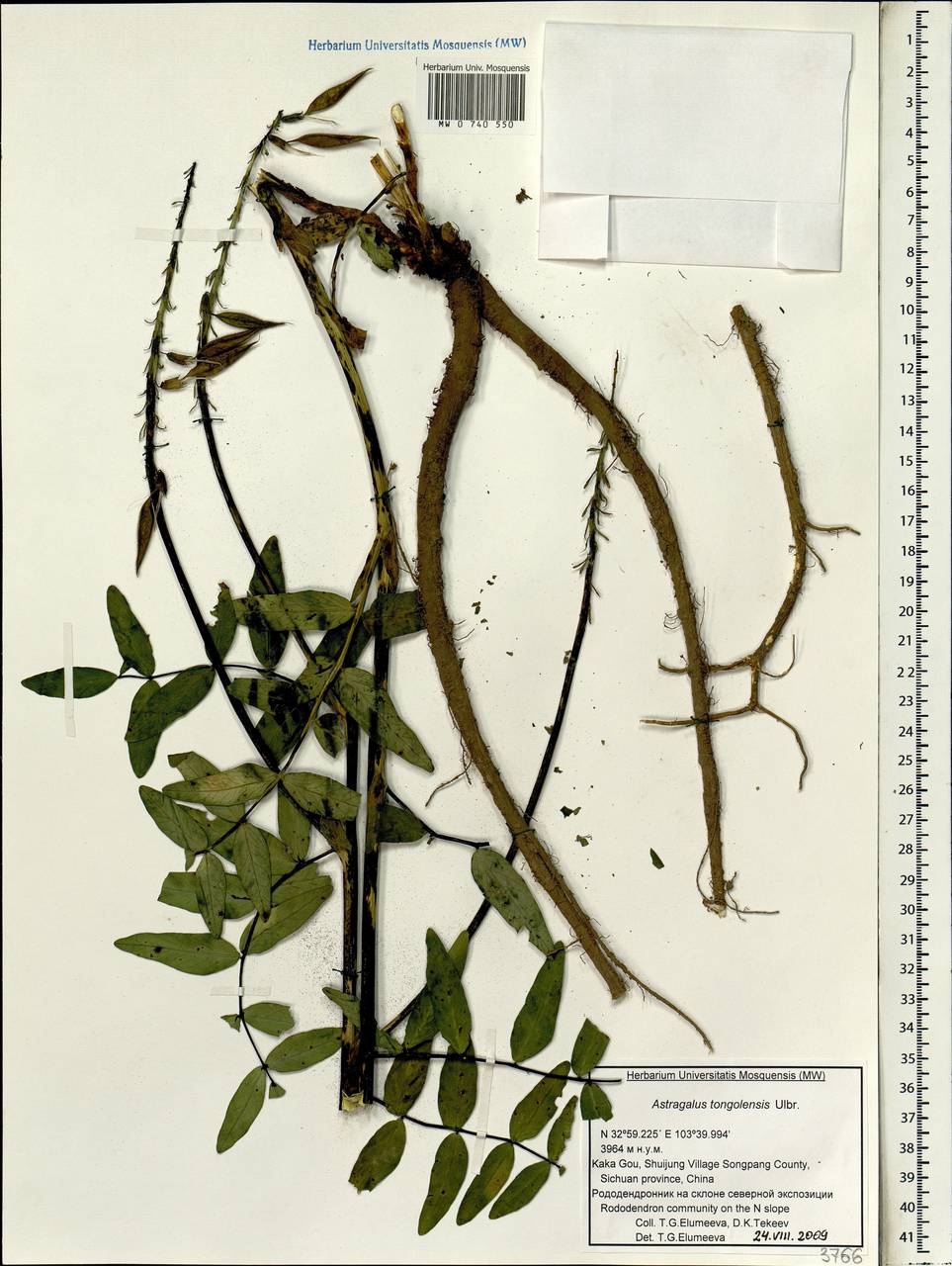 Astragalus tongolensis Ulbr., Зарубежная Азия (ASIA) (КНР)