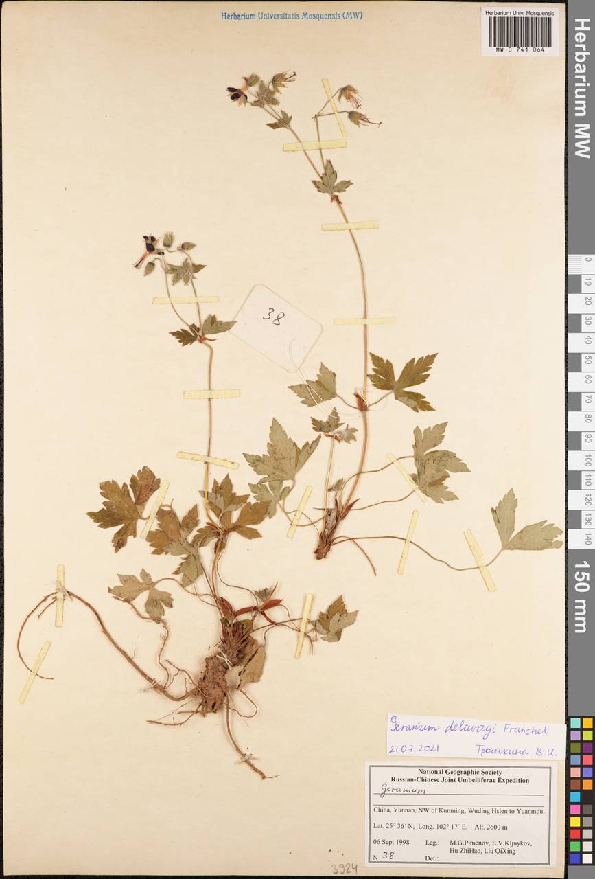 Geranium delavayi Franch., Зарубежная Азия (ASIA) (КНР)