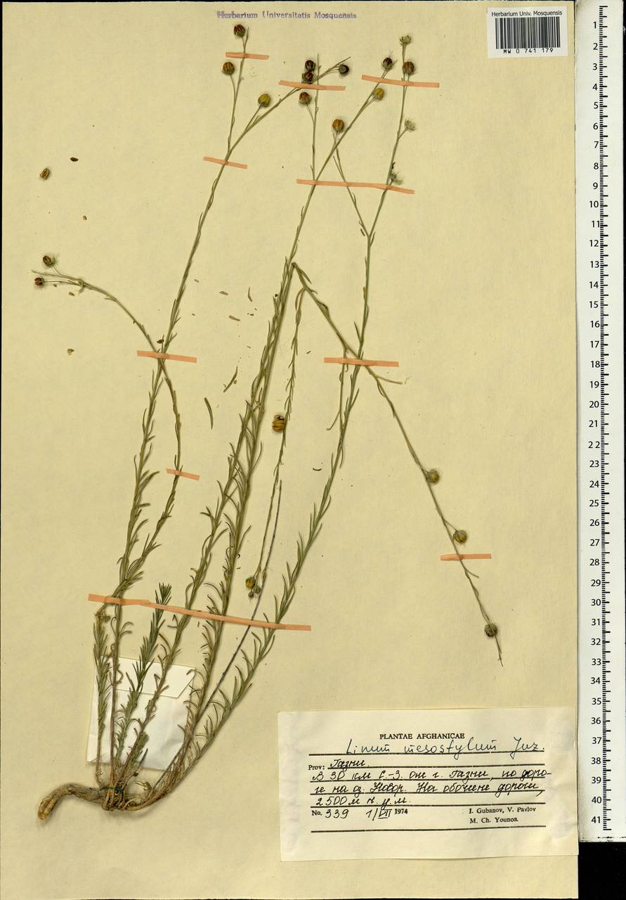Лен крупнокорневой Juz., Зарубежная Азия (ASIA) (Афганистан)