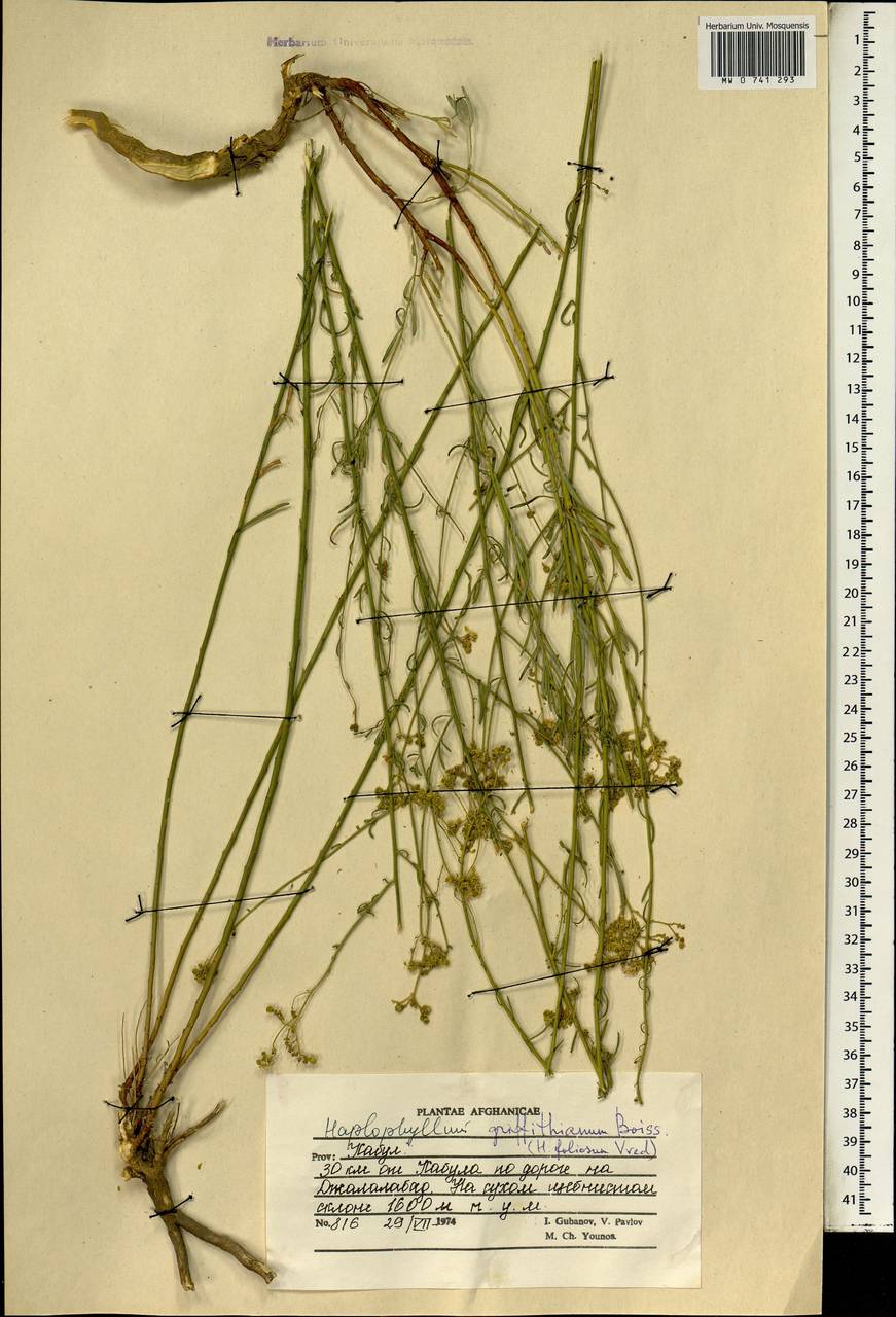 Цельнолистник Гриффита Boiss., Зарубежная Азия (ASIA) (Афганистан)
