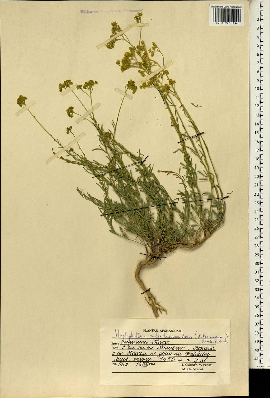 Цельнолистник Гриффита Boiss., Зарубежная Азия (ASIA) (Афганистан)
