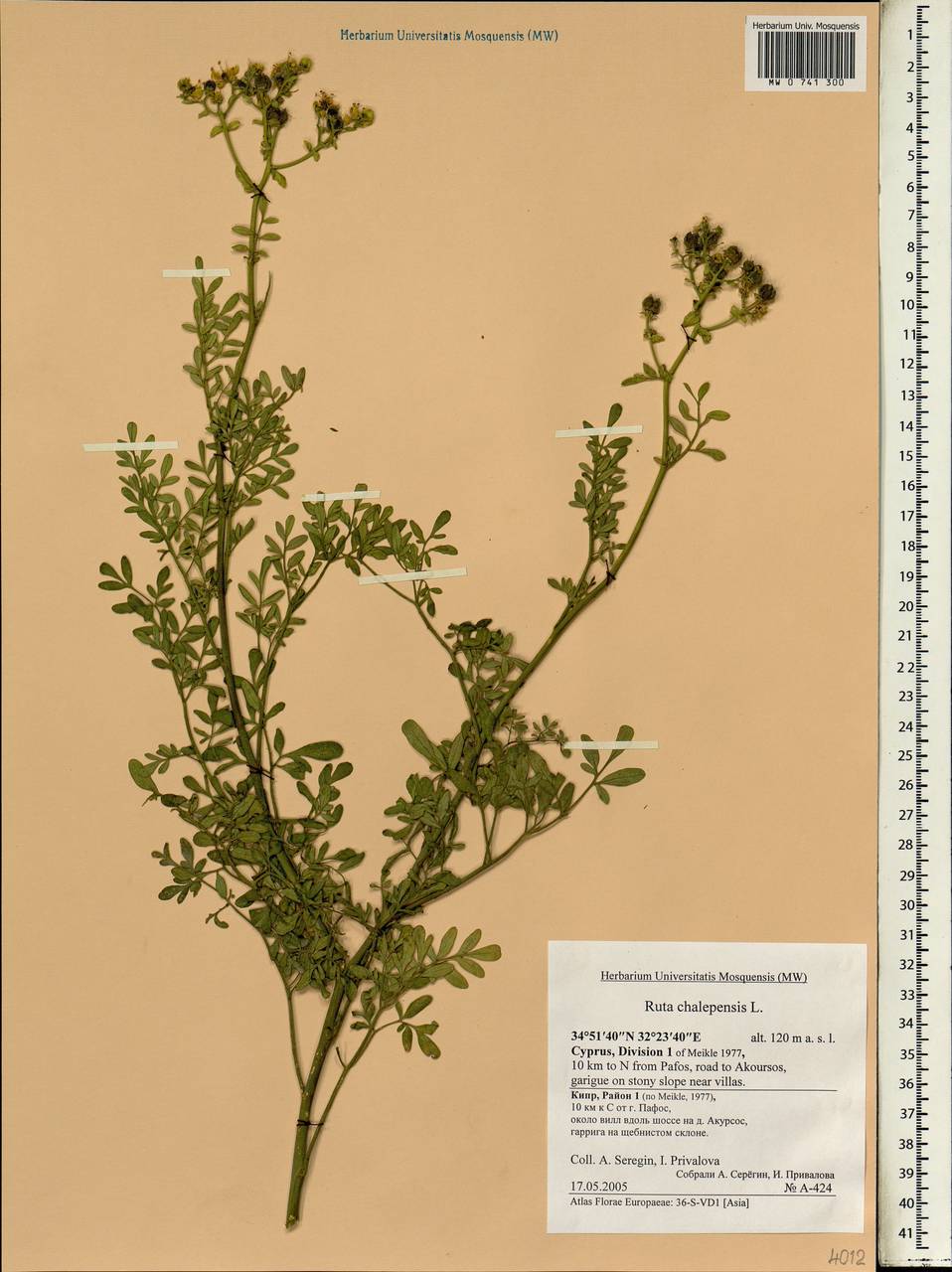 Ruta chalepensis L., Зарубежная Азия (ASIA) (Кипр)