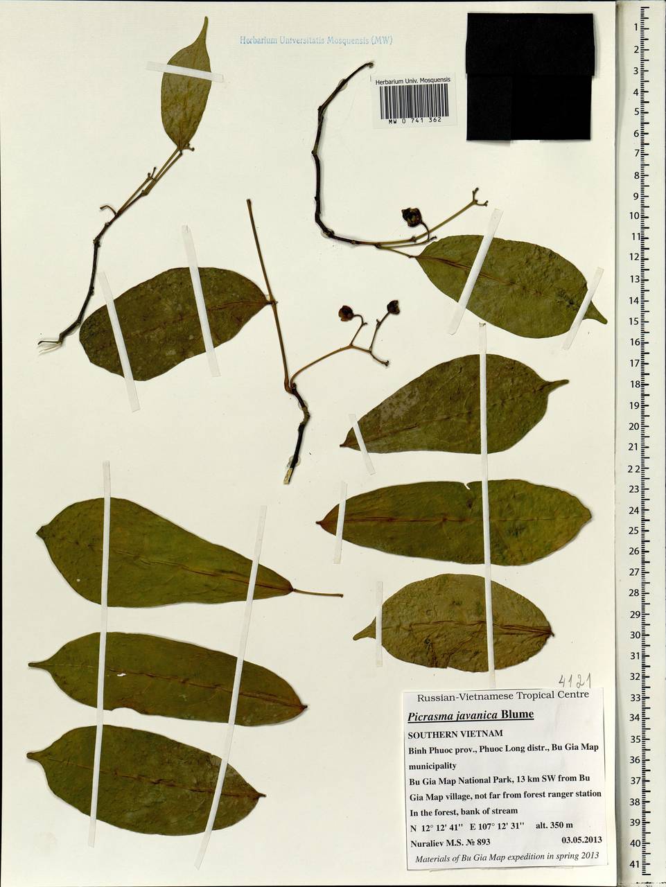Picrasma javanica Bl., Зарубежная Азия (ASIA) (Вьетнам)