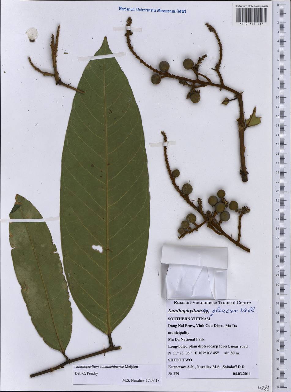 Xanthophyllum cochinchinense R. Van der Meijden, Зарубежная Азия (ASIA) (Вьетнам)