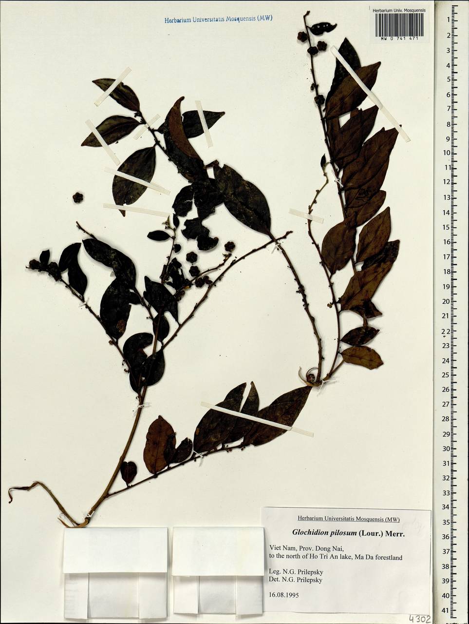 Glochidion pilosum (Lour.) Merr., Зарубежная Азия (ASIA) (Вьетнам)