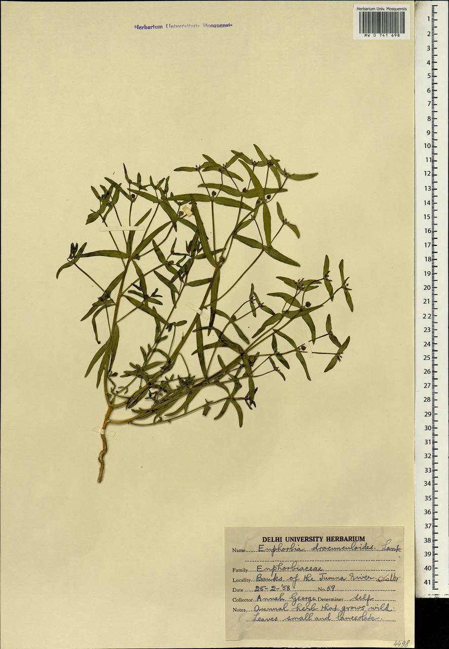 Euphorbia dracunculoides Lam., Зарубежная Азия (ASIA) (Индия)