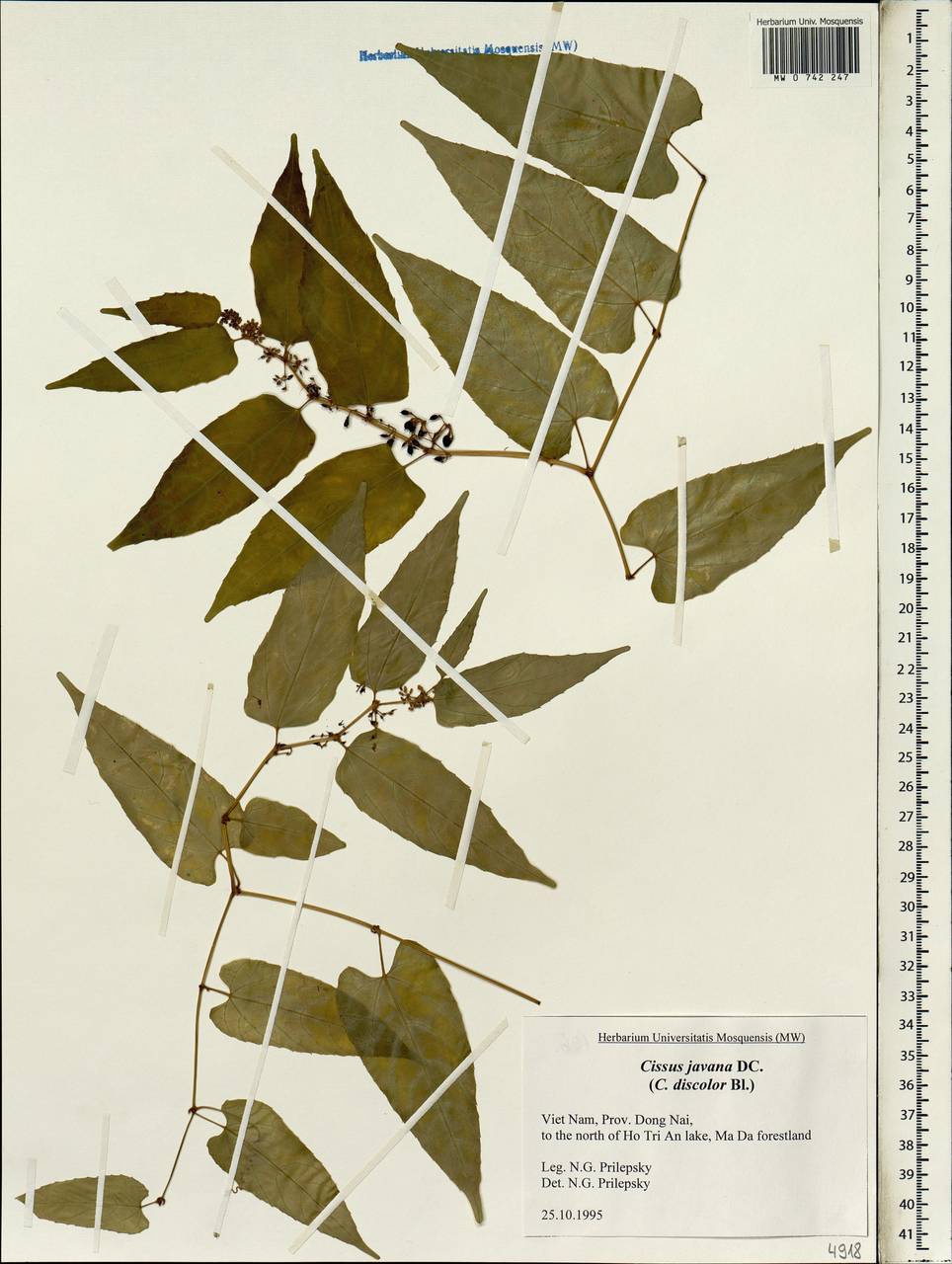 Cissus discolor Blume, Зарубежная Азия (ASIA) (Вьетнам)