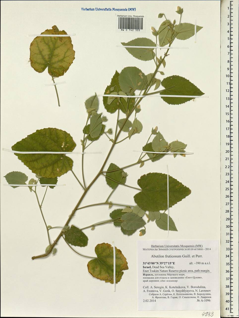 Abutilon fruticosum Guill. & Perr., Зарубежная Азия (ASIA) (Израиль)
