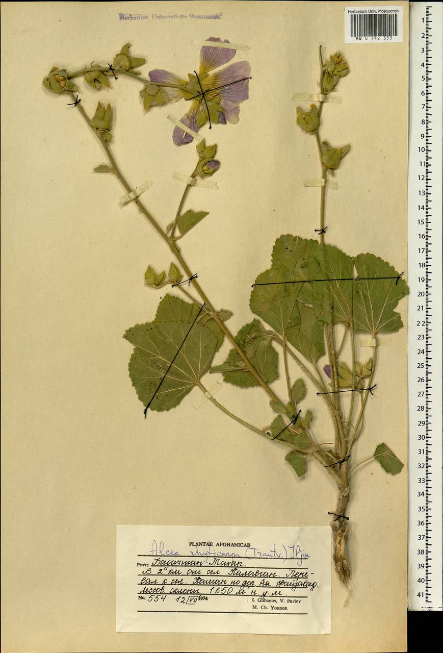 Шток-роза сетчатоплодная (Trautv.) Iljin, Зарубежная Азия (ASIA) (Афганистан)