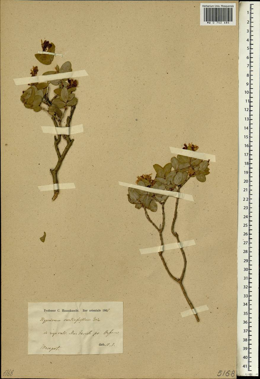 Hypericum cardiophyllum Boiss., Зарубежная Азия (ASIA) (Турция)