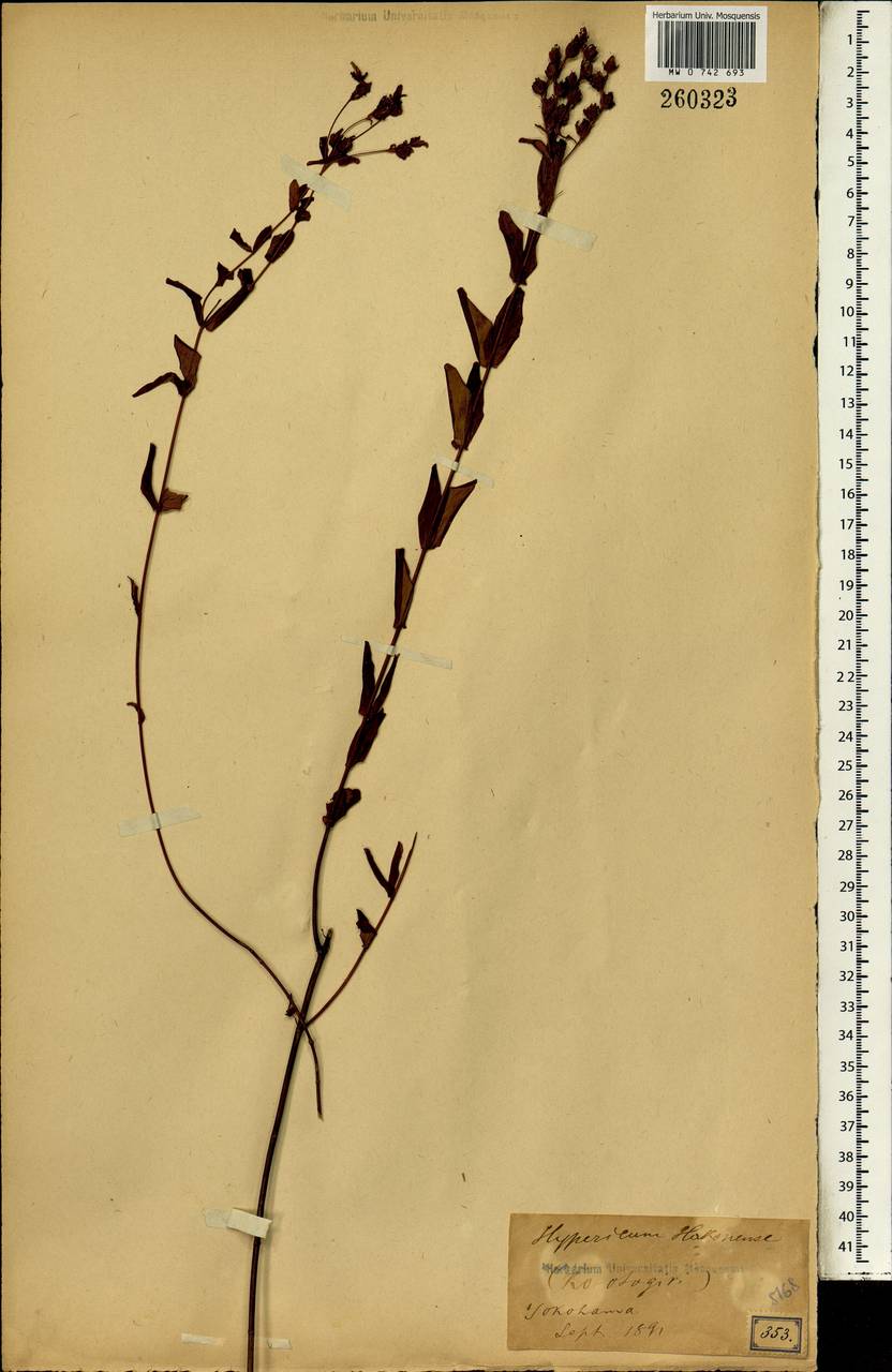 Hypericum hakonense Franch. & Sav., Зарубежная Азия (ASIA) (Япония)