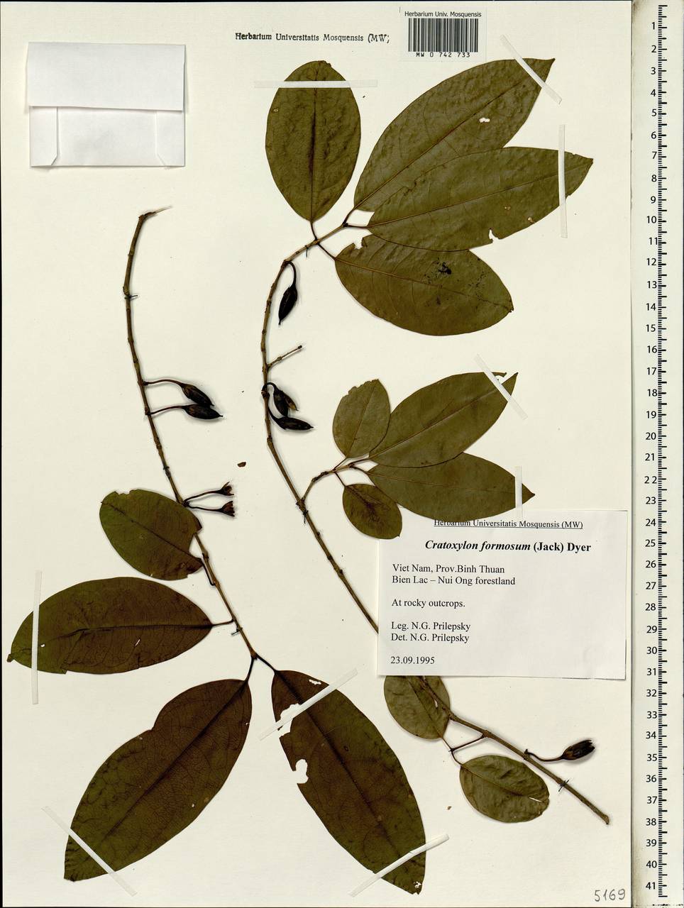 Cratoxylum formosum, Зарубежная Азия (ASIA) (Вьетнам)