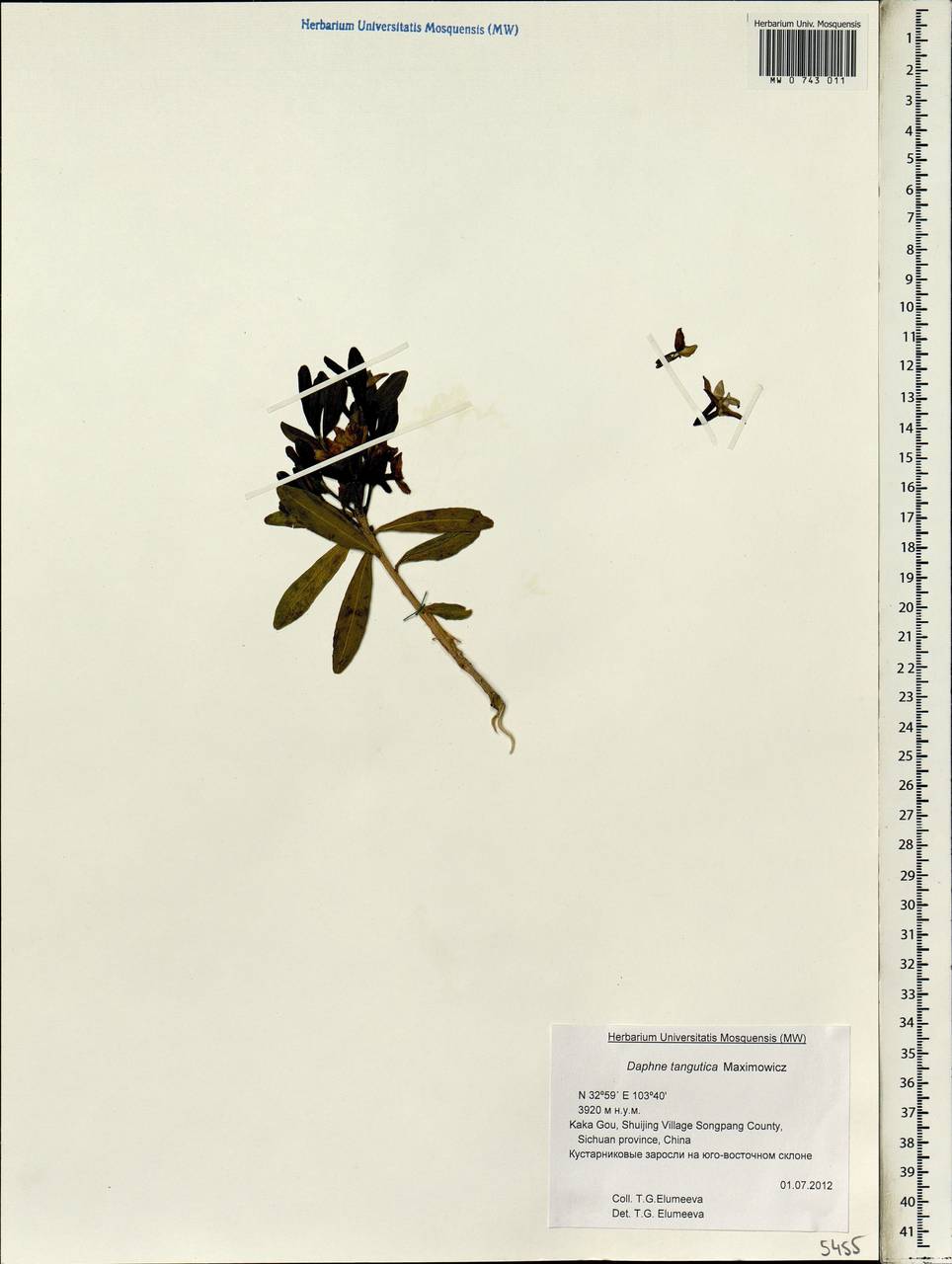 Daphne tangutica Maxim., Зарубежная Азия (ASIA) (КНР)