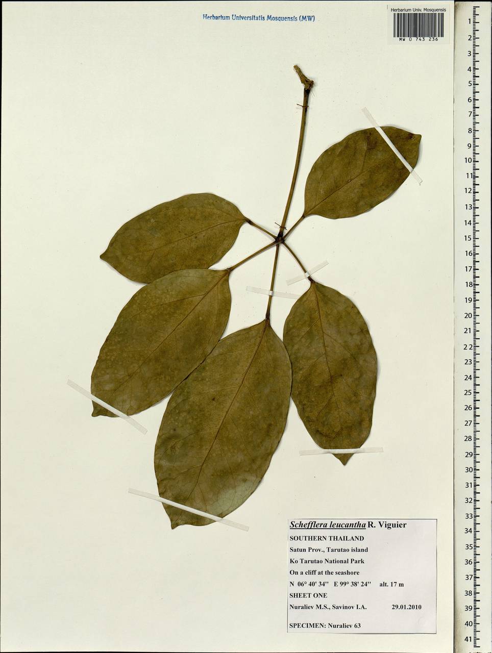 Heptapleurum leucanthum (R. Vig.) Y. F. Deng, Зарубежная Азия (ASIA) (Таиланд)