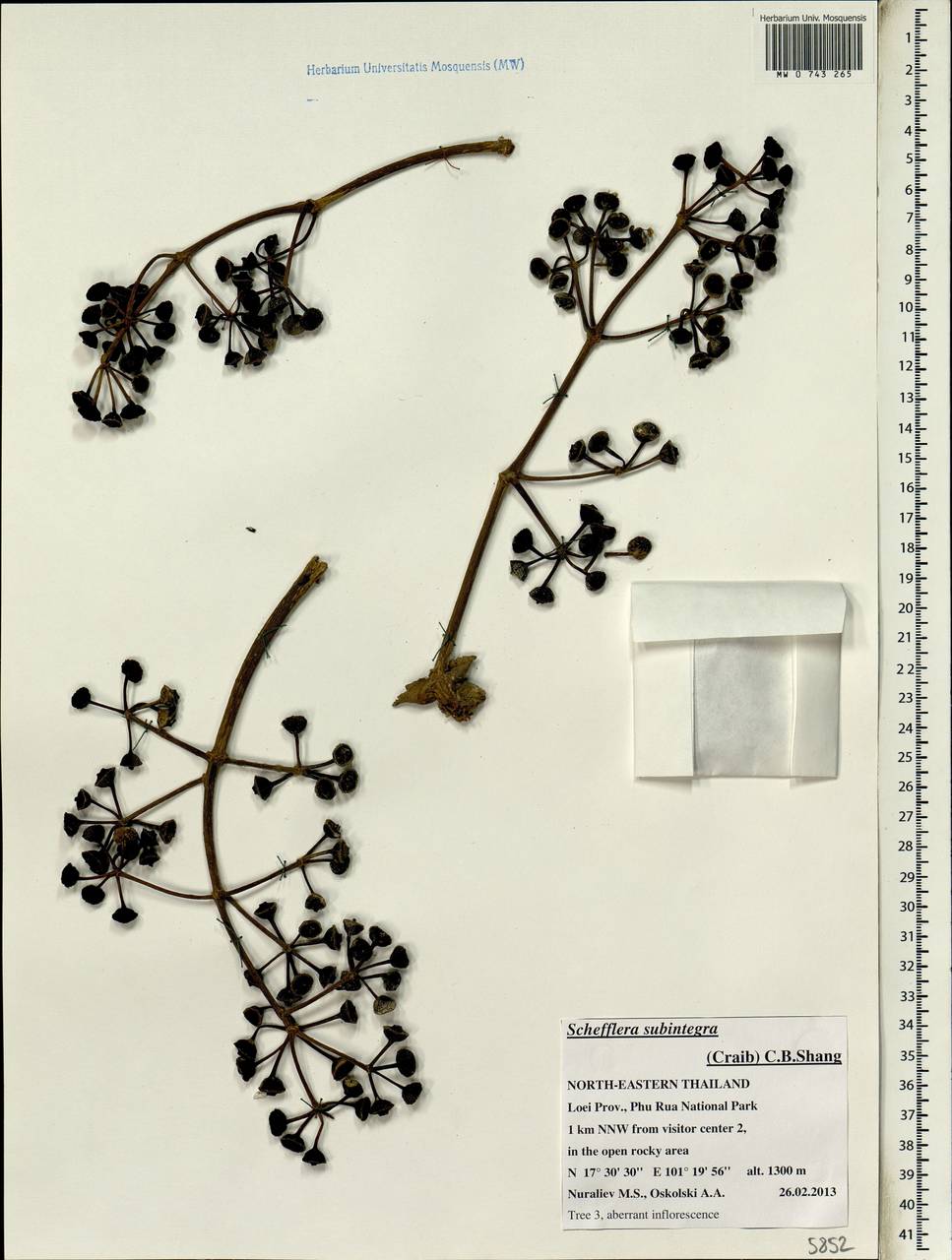 Heptapleurum subintegrum (Craib) G. M. Plunkett & Lowry, Зарубежная Азия (ASIA) (Таиланд)