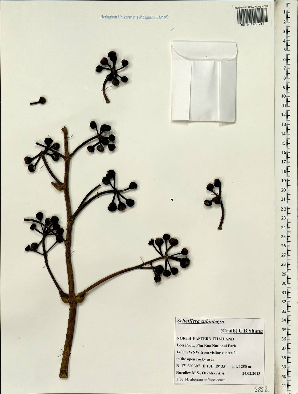 Heptapleurum subintegrum (Craib) G. M. Plunkett & Lowry, Зарубежная Азия (ASIA) (Таиланд)