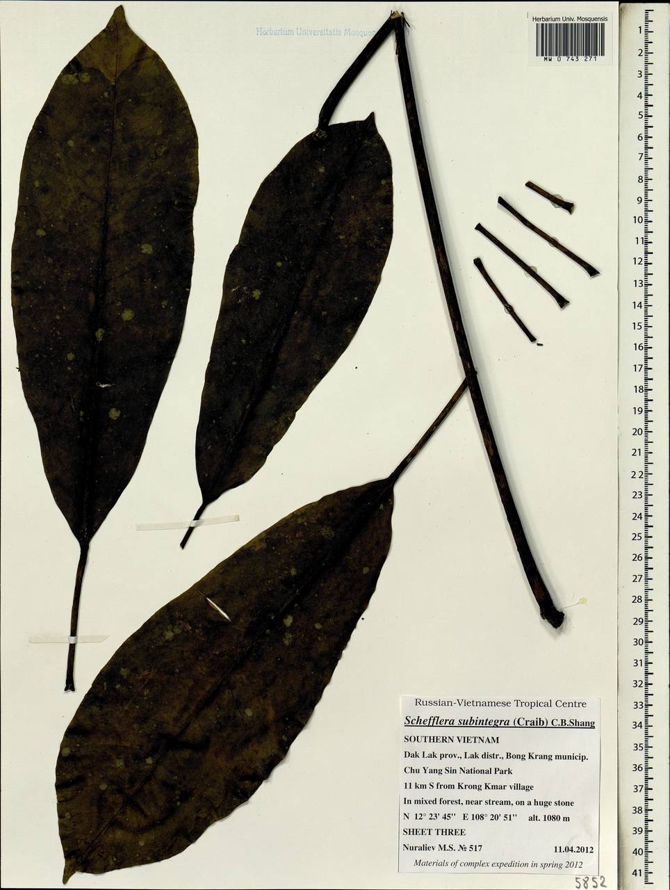 Heptapleurum subintegrum (Craib) G. M. Plunkett & Lowry, Зарубежная Азия (ASIA) (Вьетнам)