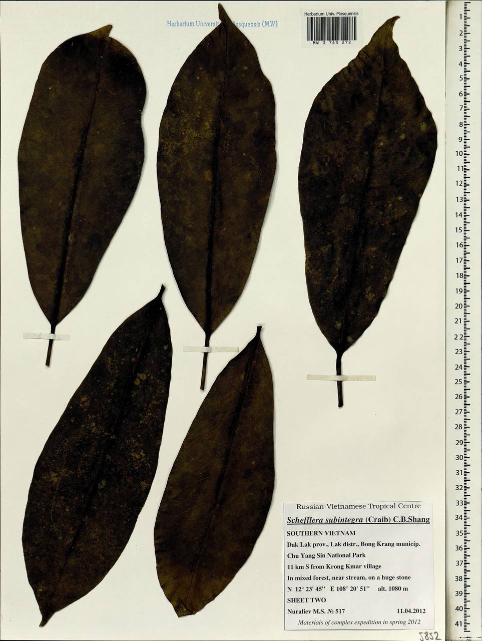 Heptapleurum subintegrum (Craib) G. M. Plunkett & Lowry, Зарубежная Азия (ASIA) (Вьетнам)