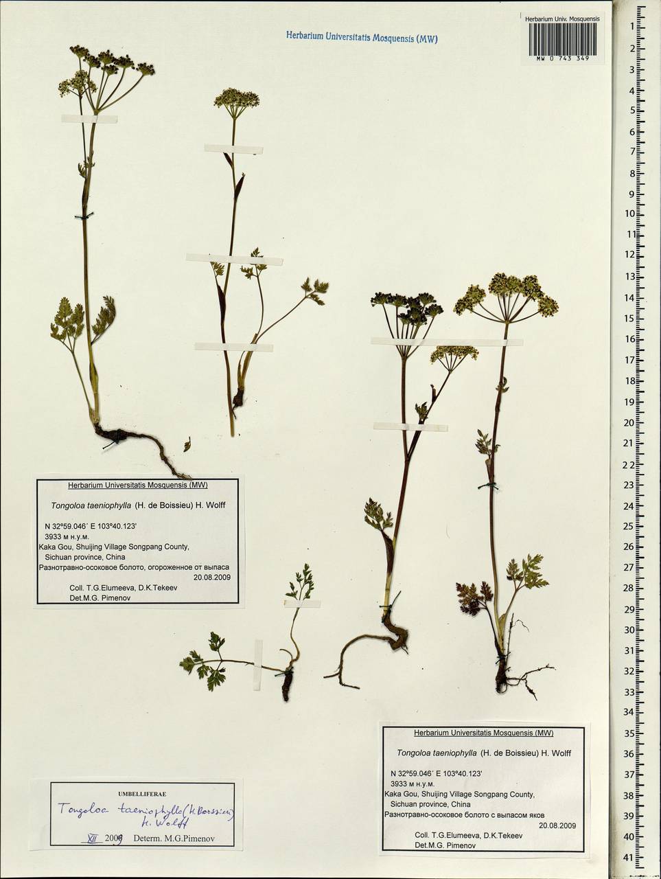 Tongoloa taeniophylla (H. Boissieu) H. Wolff, Зарубежная Азия (ASIA) (КНР)