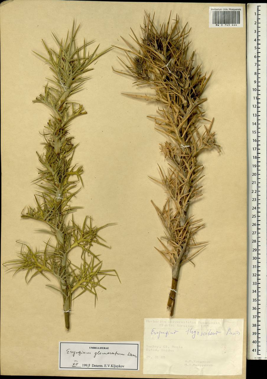 Eryngium glomeratum Lam., Зарубежная Азия (ASIA) (Турция)