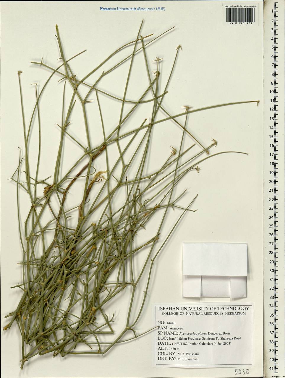 Pycnocycla spinosa Decne. ex Boiss., Зарубежная Азия (ASIA) (Иран)