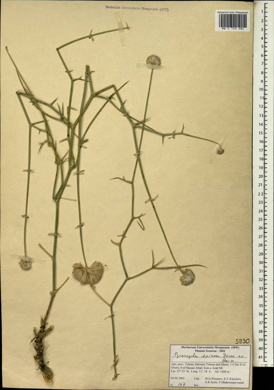 Pycnocycla spinosa Decne. ex Boiss., Зарубежная Азия (ASIA) (Иран)