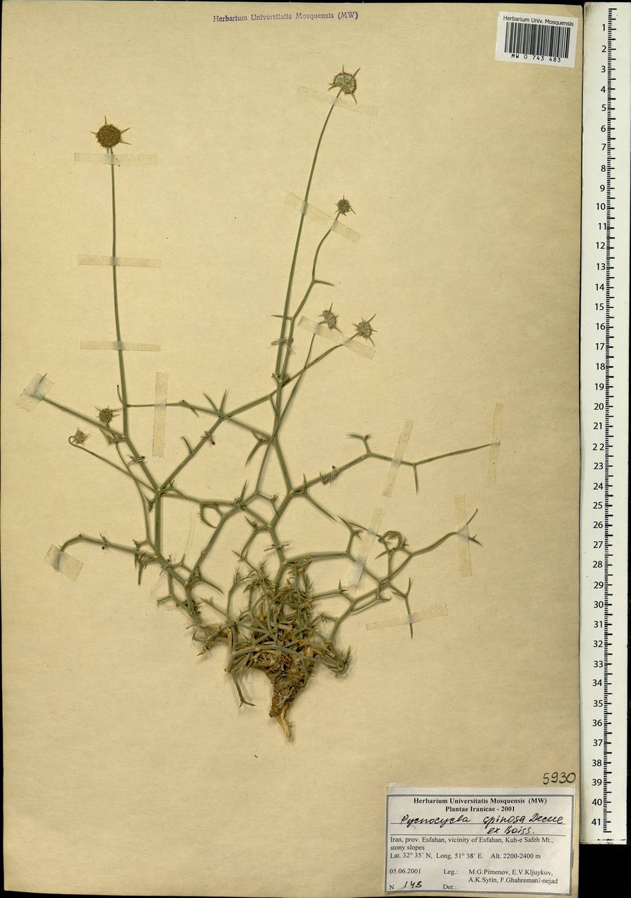 Pycnocycla spinosa Decne. ex Boiss., Зарубежная Азия (ASIA) (Иран)
