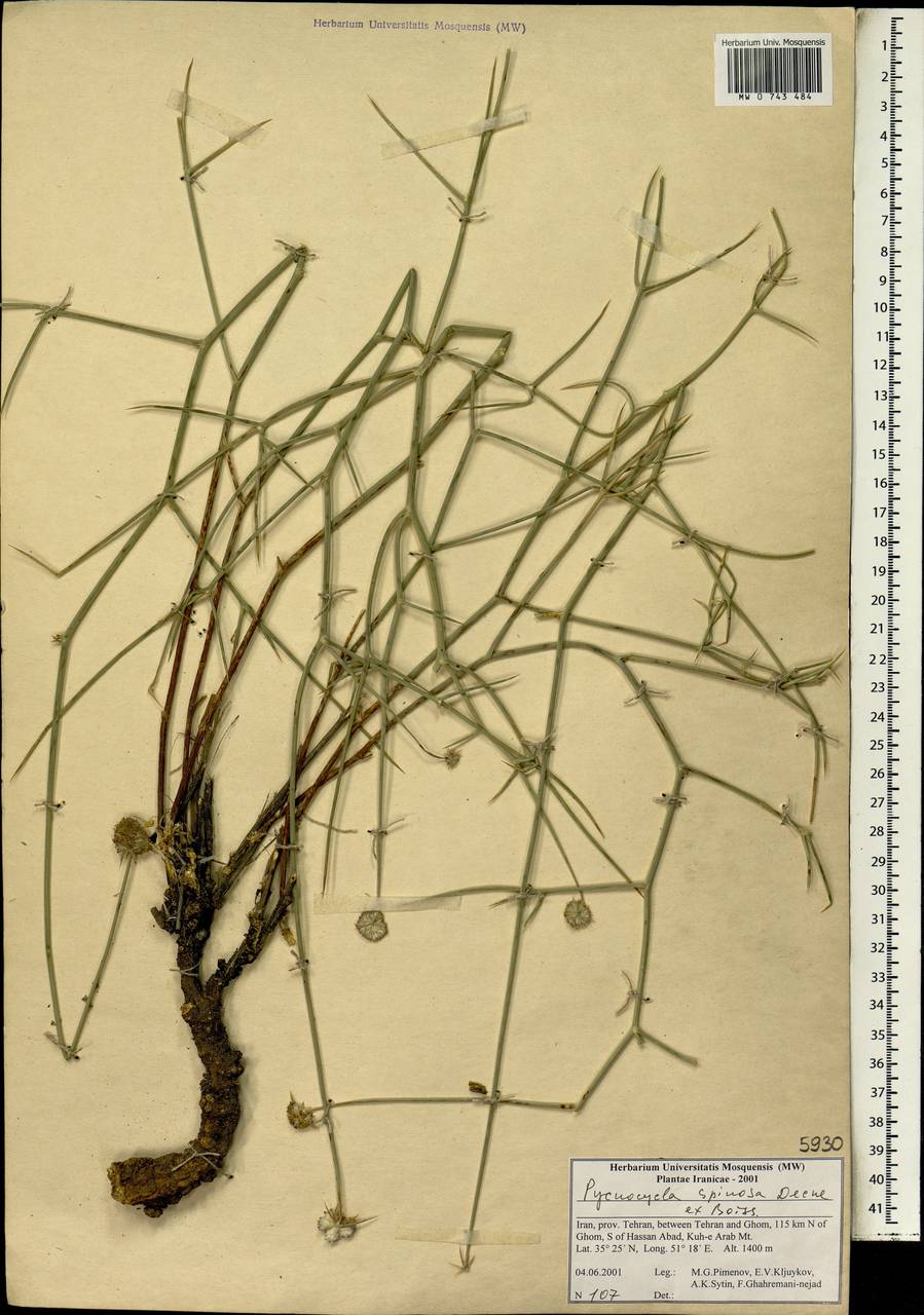 Pycnocycla spinosa Decne. ex Boiss., Зарубежная Азия (ASIA) (Иран)