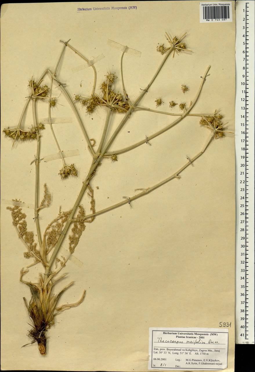 Thecocarpus meifolius Boiss., Зарубежная Азия (ASIA) (Иран)