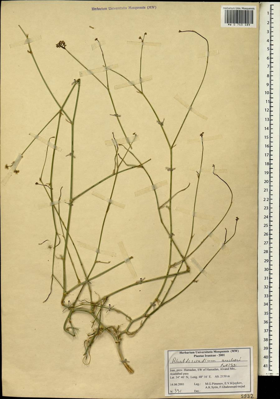 Rhabdosciadium aucheri Boiss., Зарубежная Азия (ASIA) (Иран)