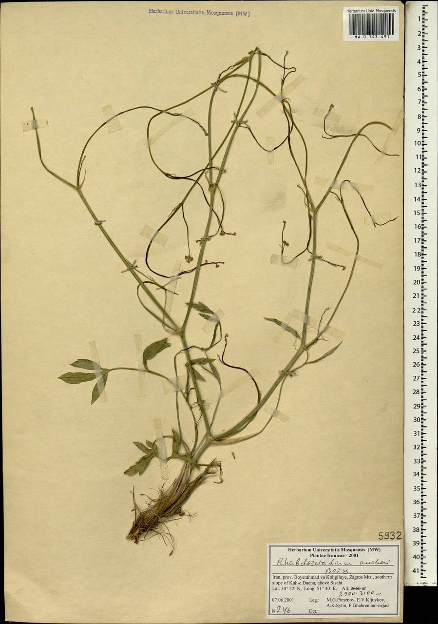 Rhabdosciadium aucheri Boiss., Зарубежная Азия (ASIA) (Иран)