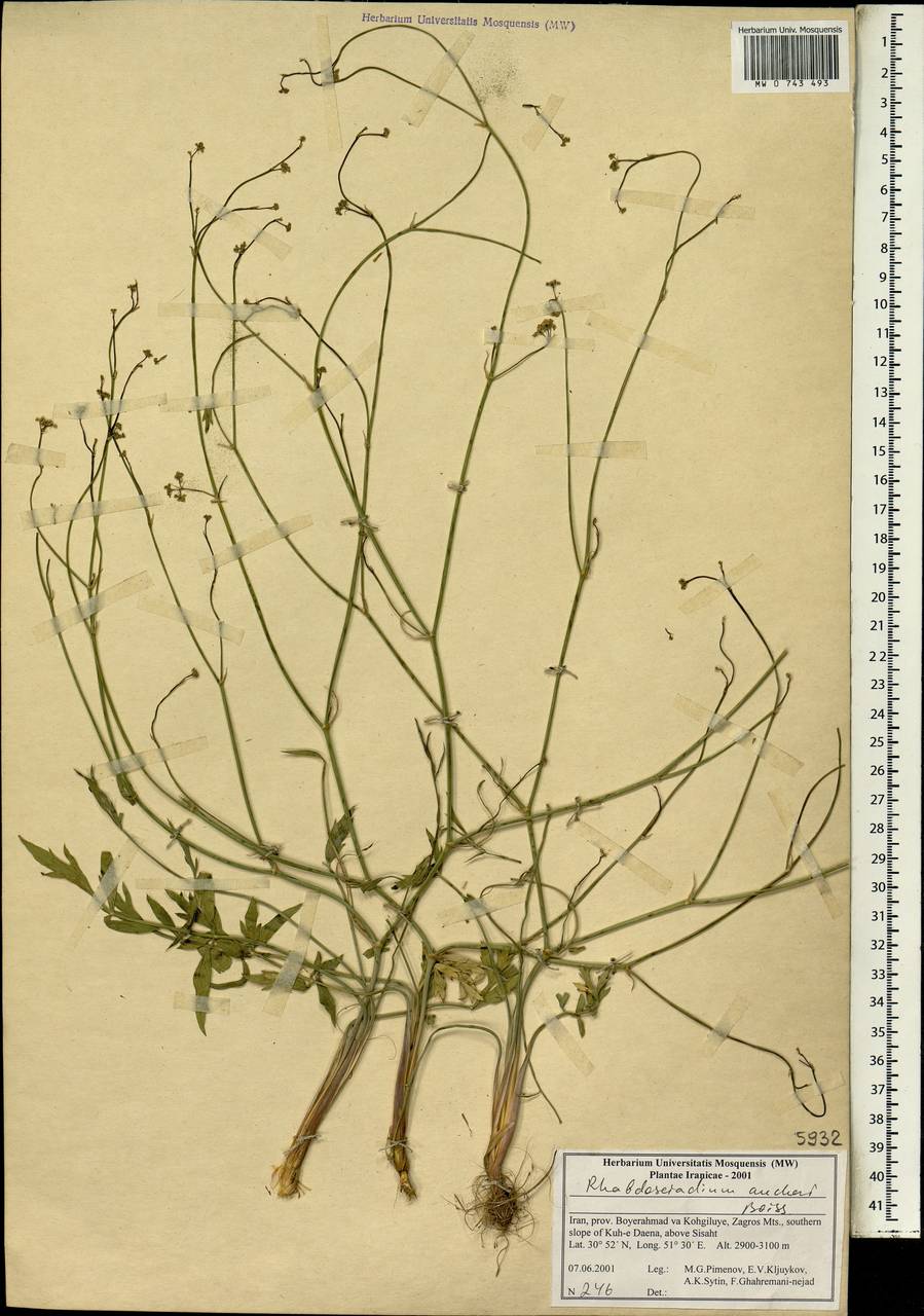Rhabdosciadium aucheri Boiss., Зарубежная Азия (ASIA) (Иран)