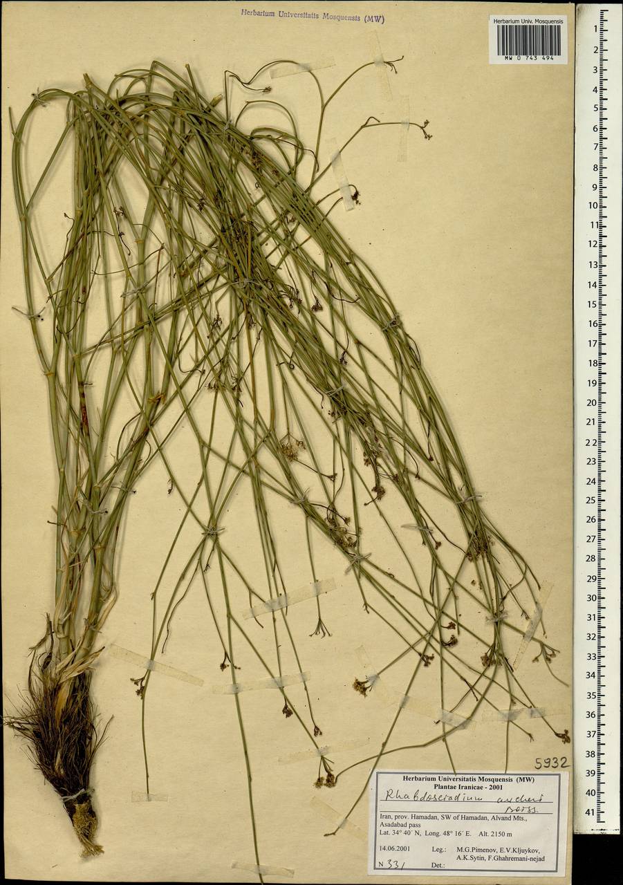 Rhabdosciadium aucheri Boiss., Зарубежная Азия (ASIA) (Иран)