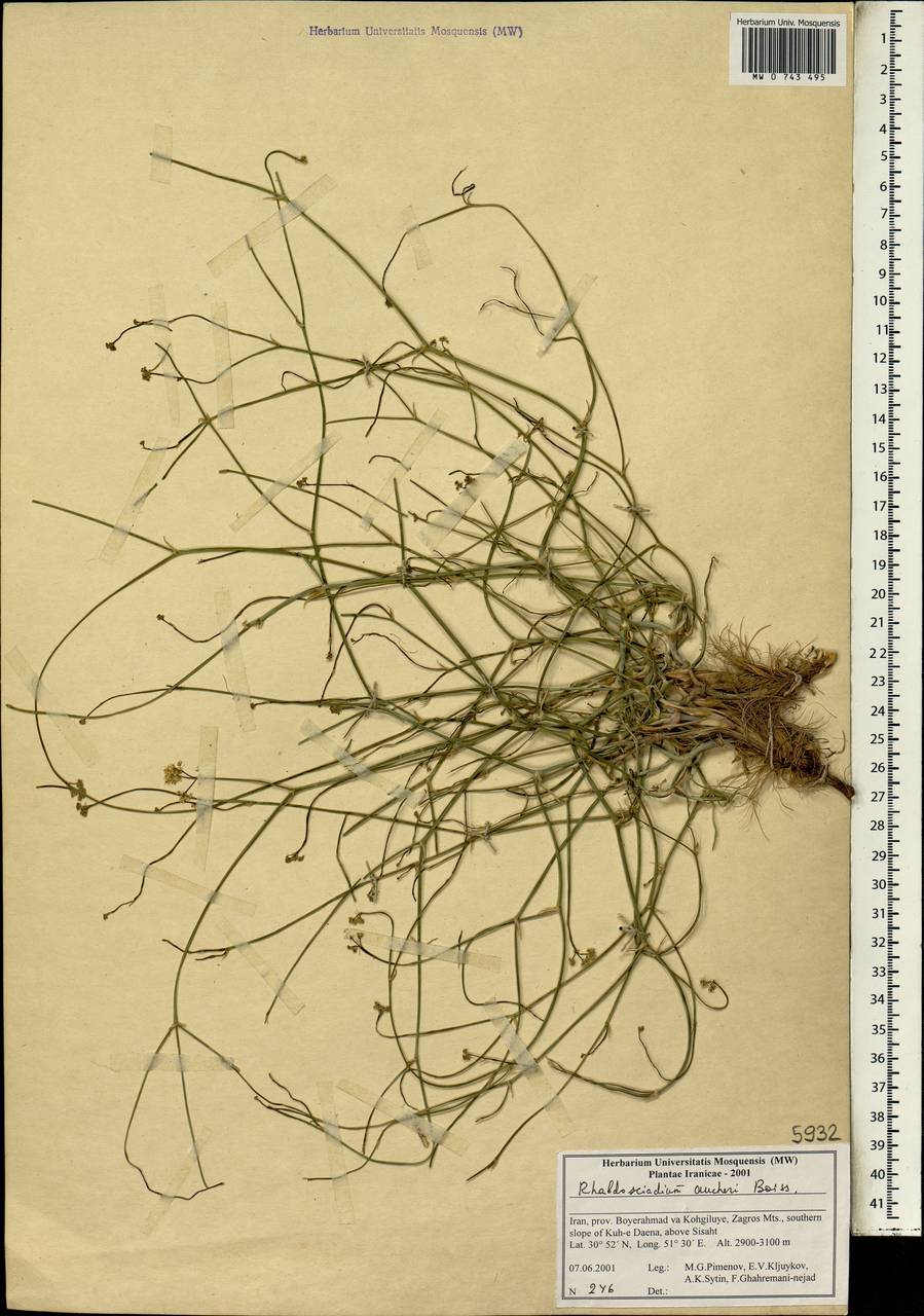 Rhabdosciadium aucheri Boiss., Зарубежная Азия (ASIA) (Иран)