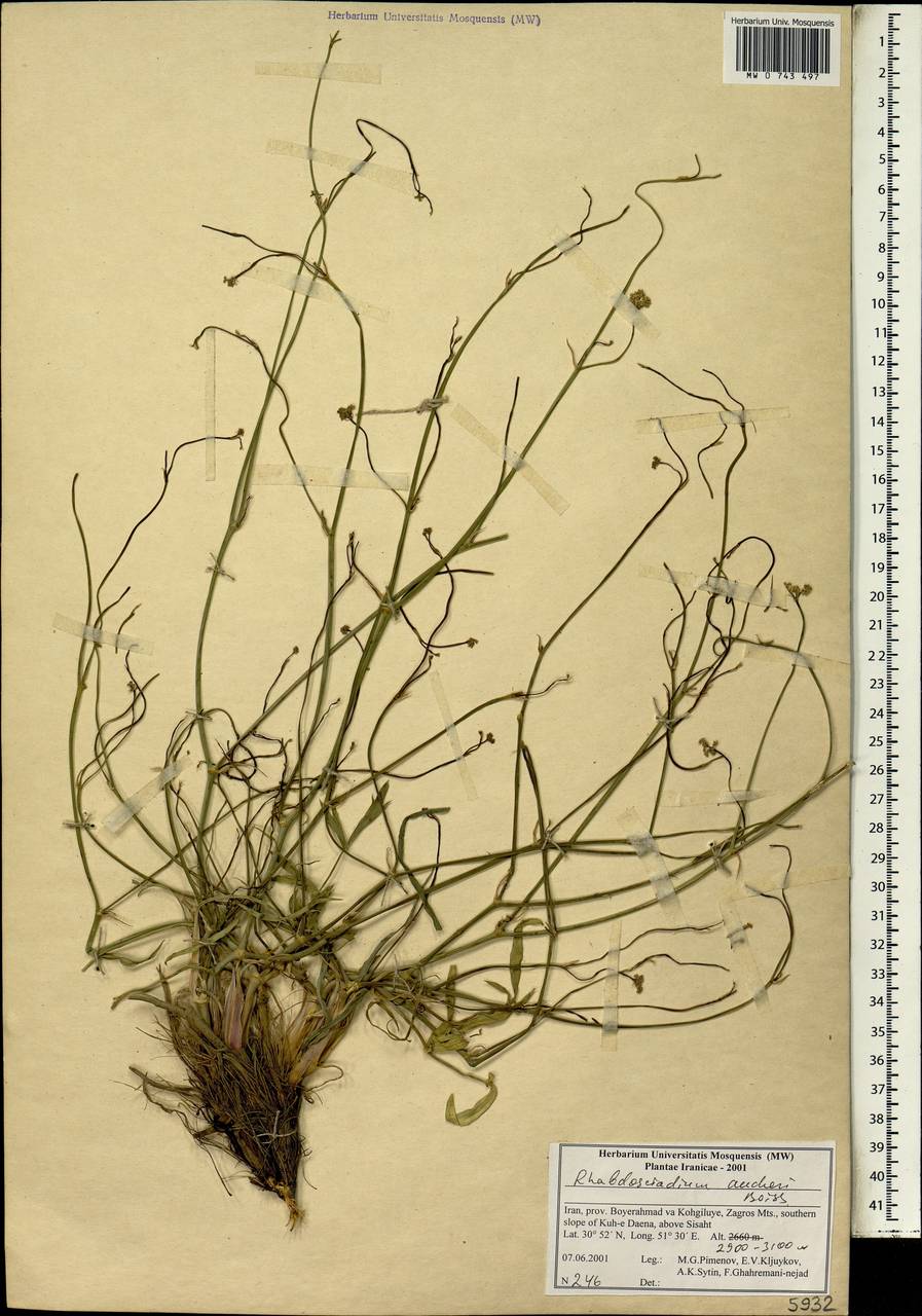 Rhabdosciadium aucheri Boiss., Зарубежная Азия (ASIA) (Иран)