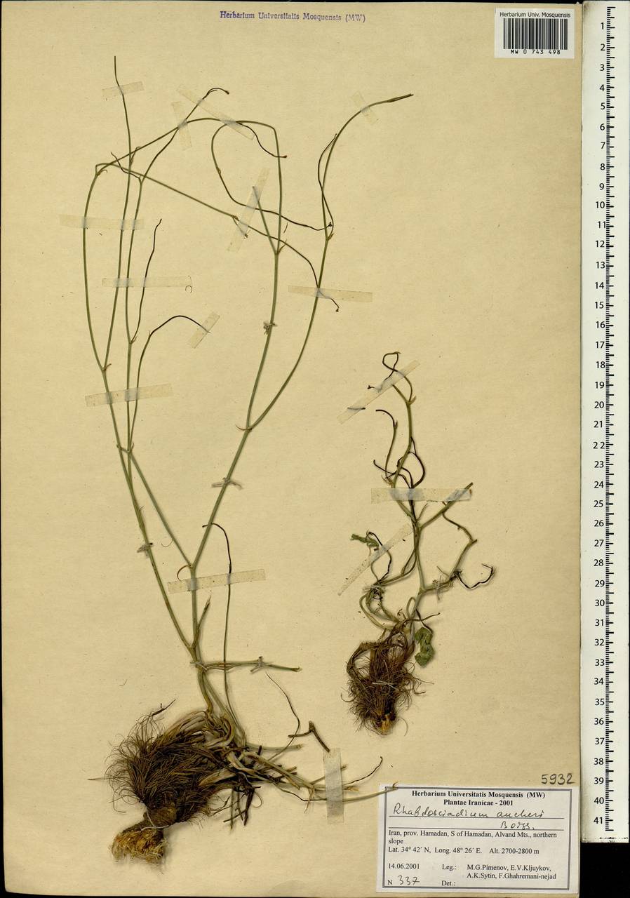 Rhabdosciadium aucheri Boiss., Зарубежная Азия (ASIA) (Иран)