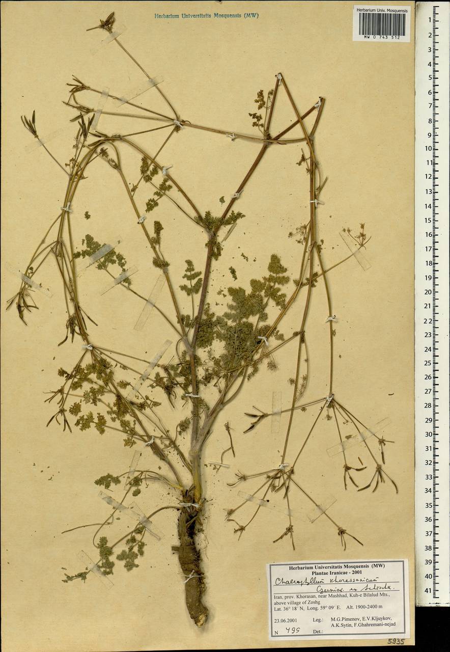 Chaerophyllum khorassanicum Czern. ex Schischk., Зарубежная Азия (ASIA) (Иран)