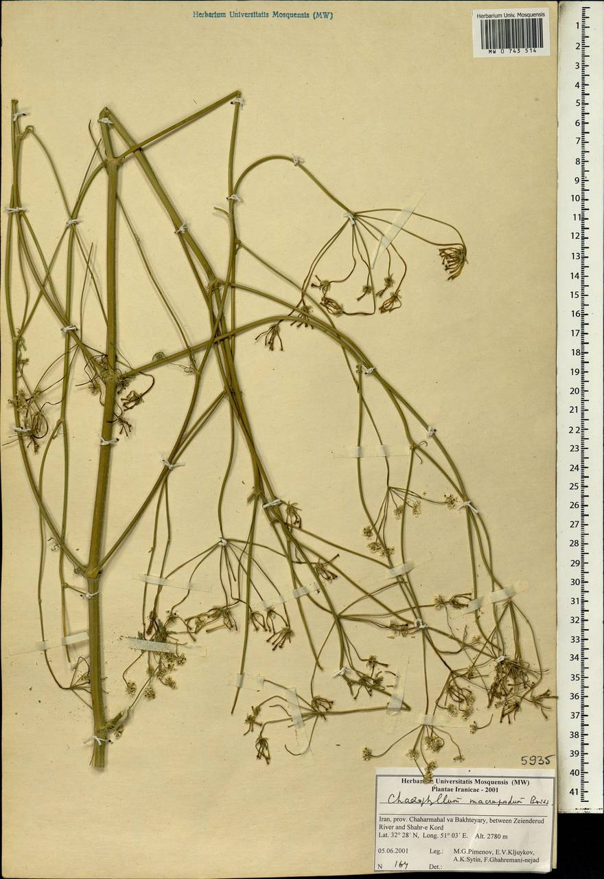 Chaerophyllum macropodum Boiss., Зарубежная Азия (ASIA) (Иран)