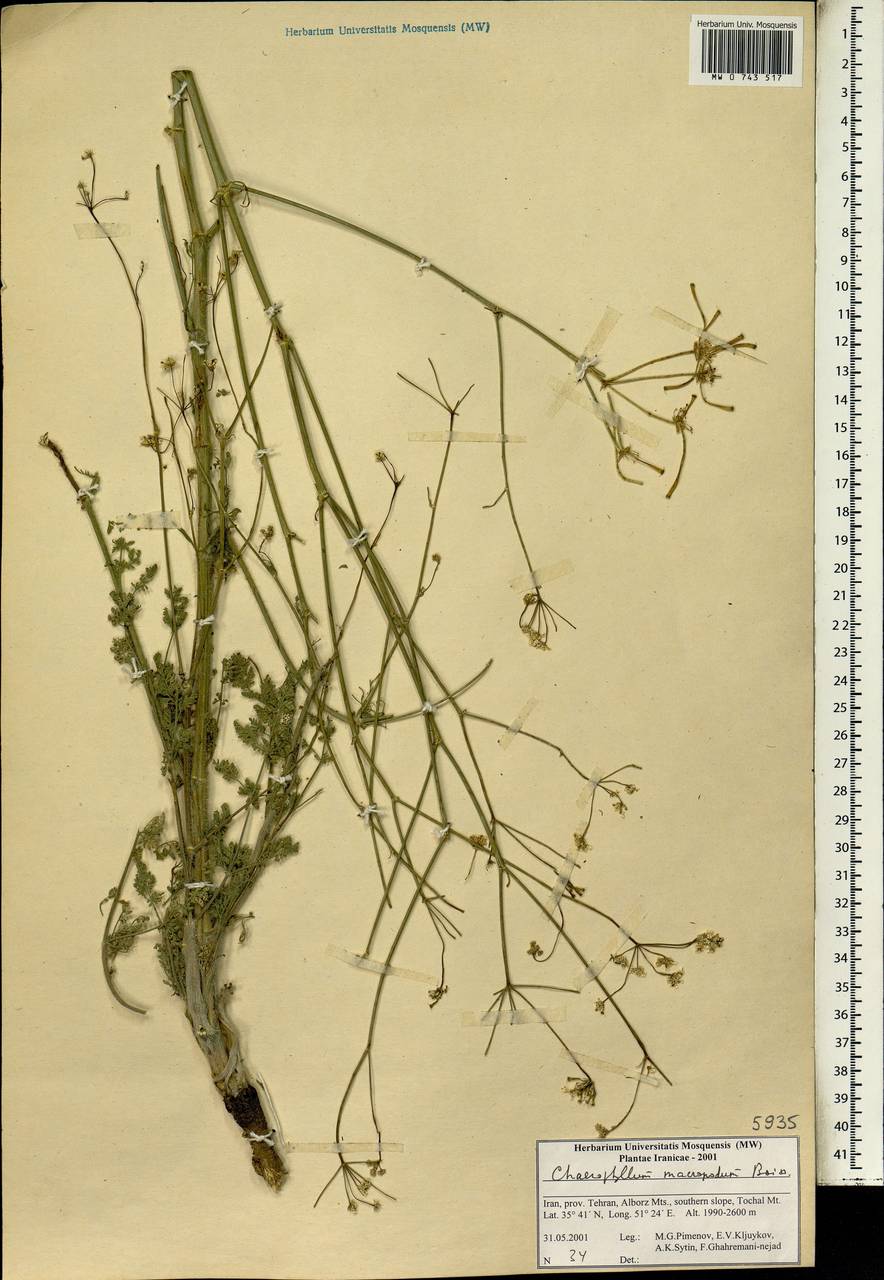 Chaerophyllum macropodum Boiss., Зарубежная Азия (ASIA) (Иран)