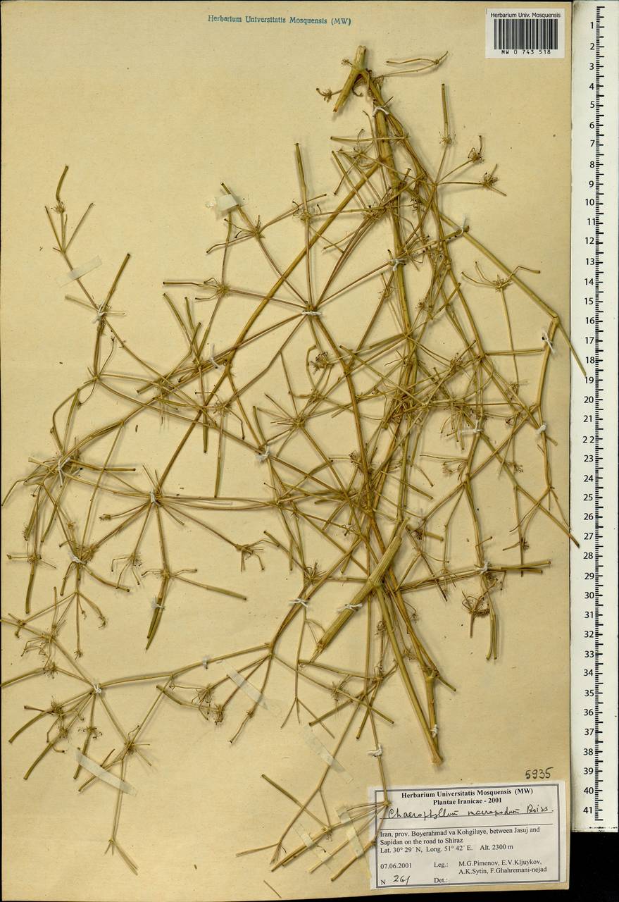 Chaerophyllum macropodum Boiss., Зарубежная Азия (ASIA) (Иран)
