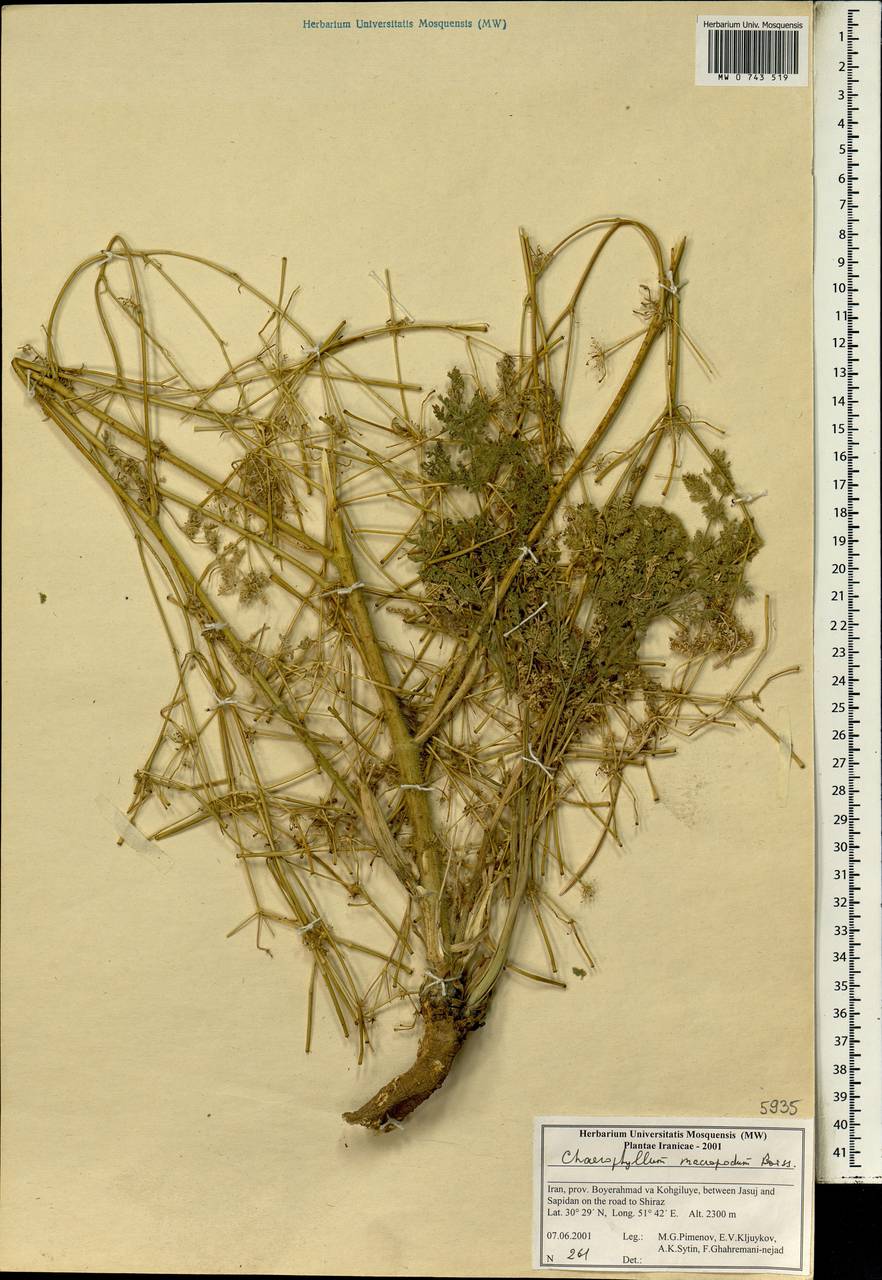 Chaerophyllum macropodum Boiss., Зарубежная Азия (ASIA) (Иран)