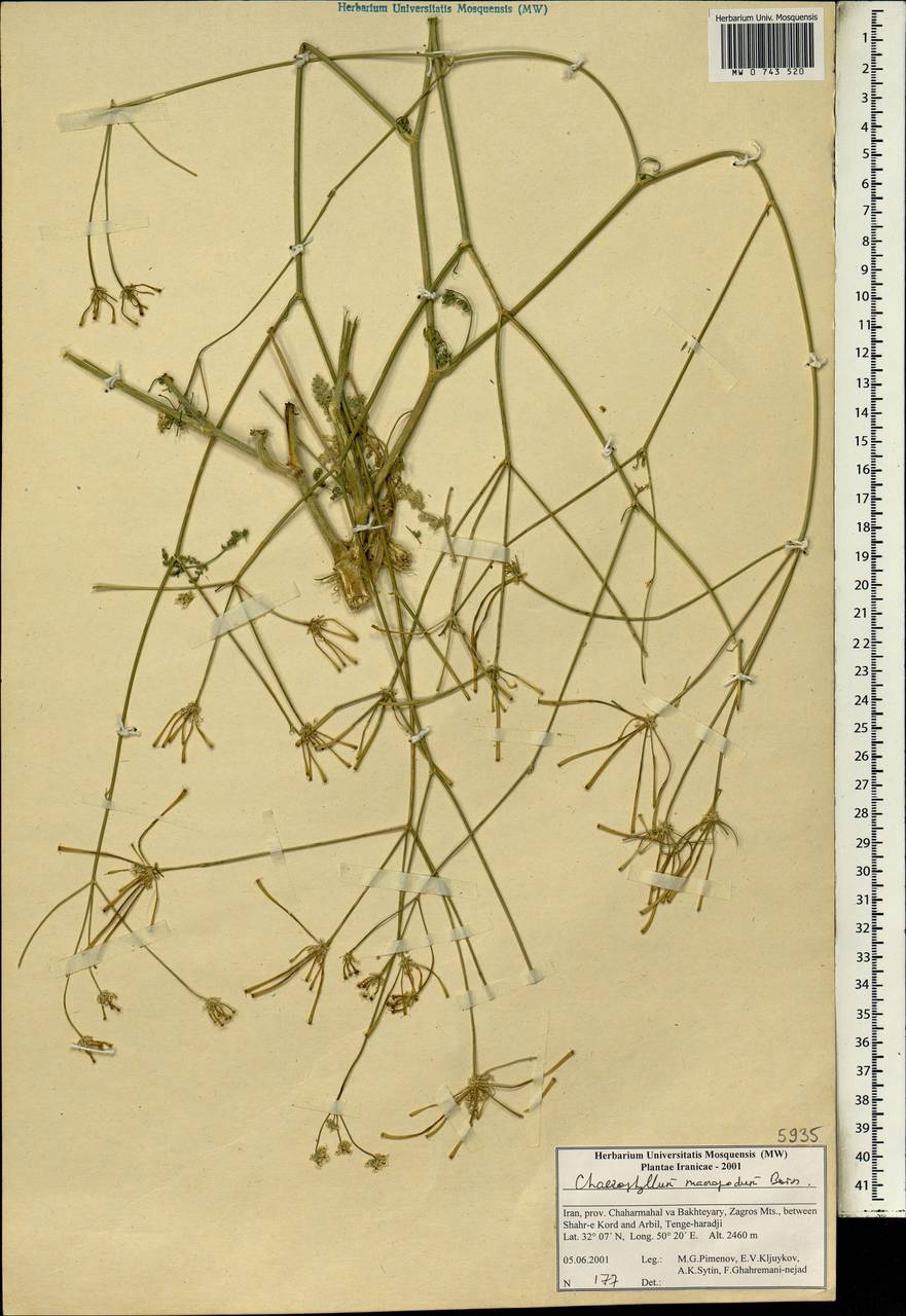 Chaerophyllum macropodum Boiss., Зарубежная Азия (ASIA) (Иран)