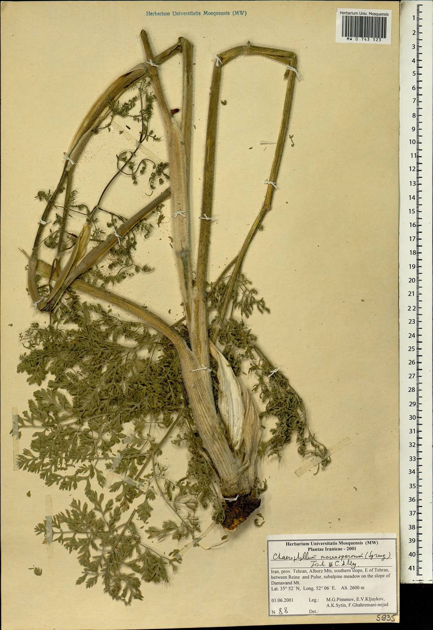 Бутень крупноплодный (Willd. ex Spreng.) Fisch. & C. A. Mey., Зарубежная Азия (ASIA) (Иран)