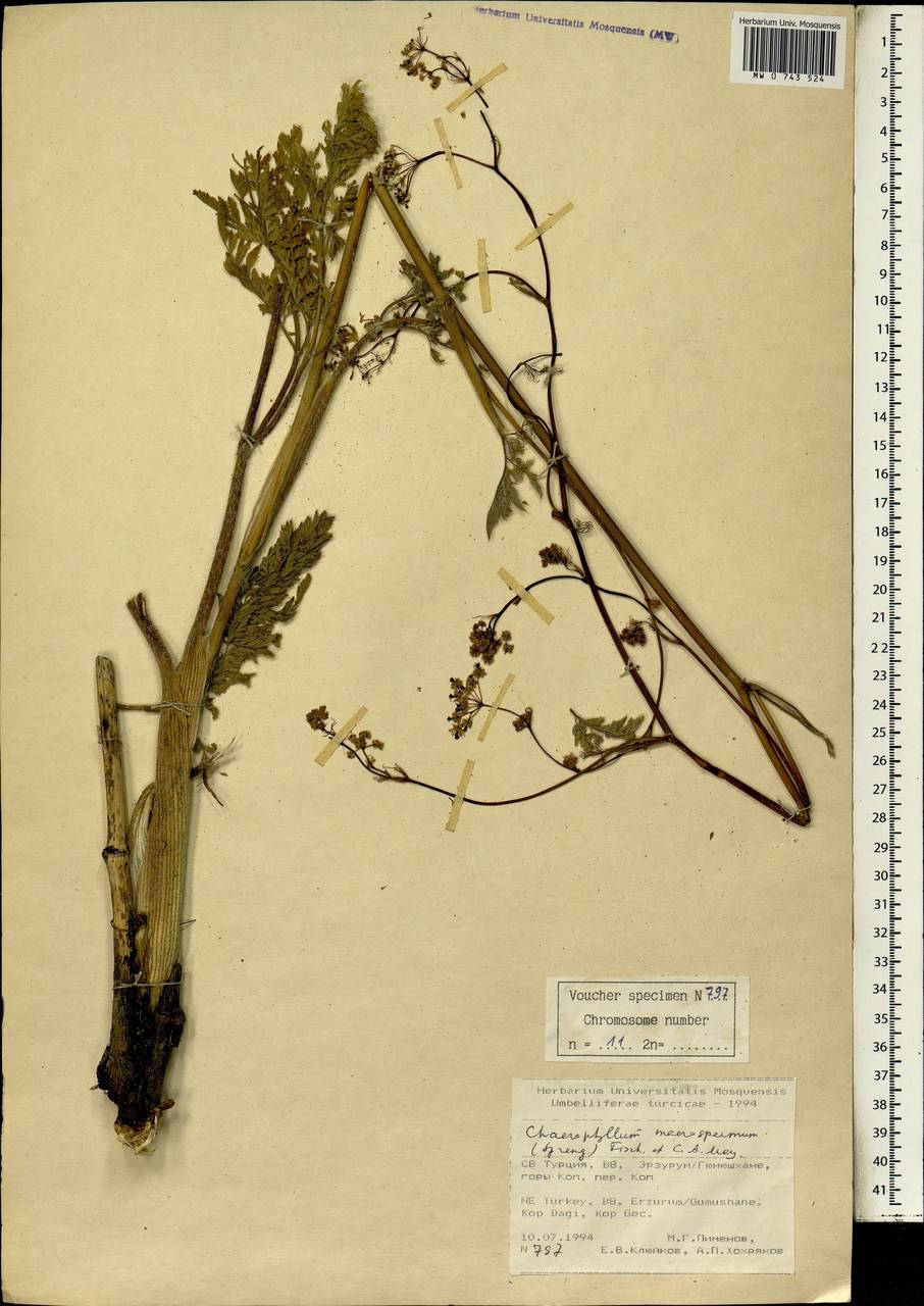 Бутень крупноплодный (Willd. ex Spreng.) Fisch. & C.A.Mey., Зарубежная Азия (ASIA) (Турция)