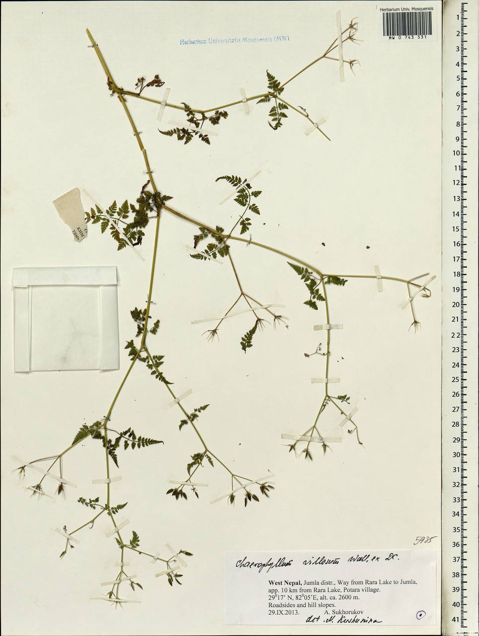 Chaerophyllum villosum Wall. ex DC., Зарубежная Азия (ASIA) (Непал)