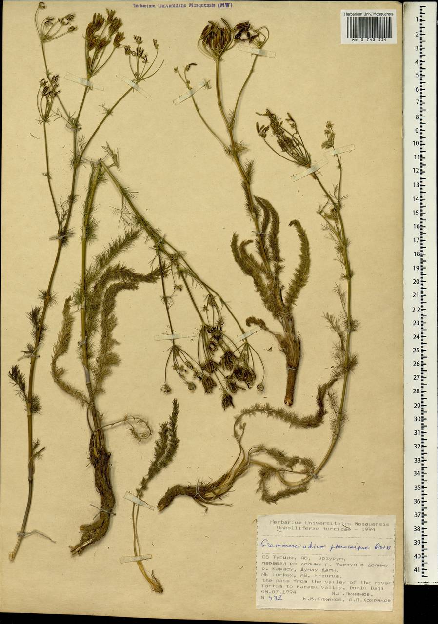 Caropodium pterocarpum subsp. pterocarpum, Зарубежная Азия (ASIA) (Турция)