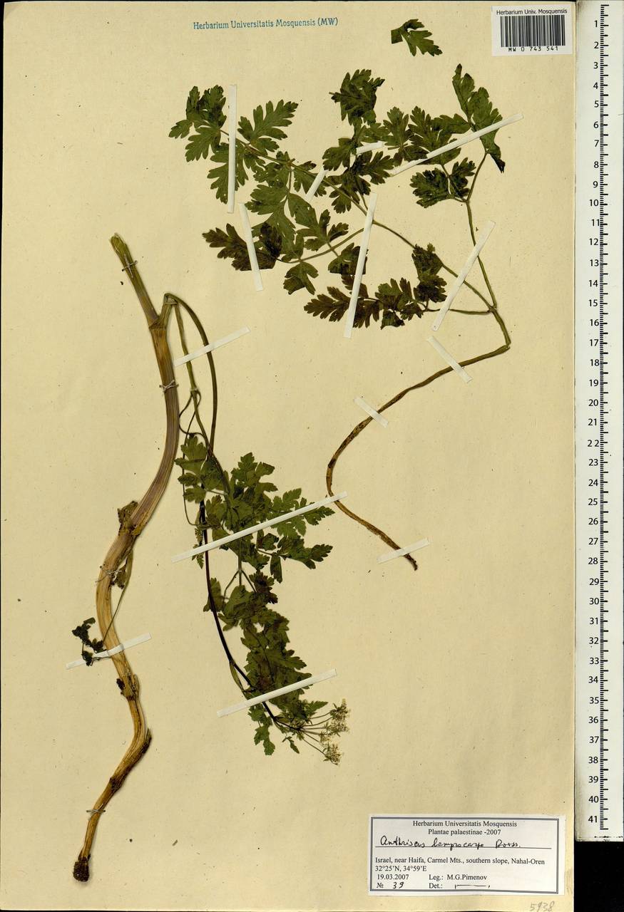 Anthriscus lamprocarpa Boiss., Зарубежная Азия (ASIA) (Израиль)